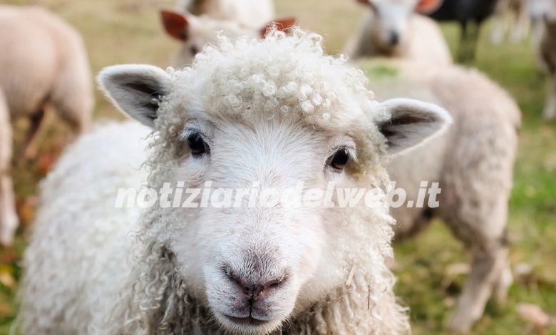 Spacciava droga mentre pascolava pecore: arrestato