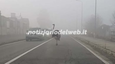 Casale Monferrato struzzo in strada nella nebbia