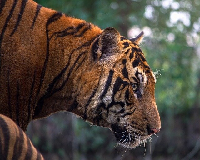 Assume LSD: pensa di essere una tigre e vaga svestito per i boschi
