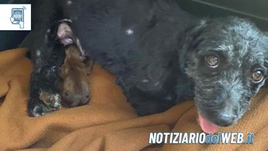 Accattonaggio con cane a Torino: ENPA salva una cagnolina incinta