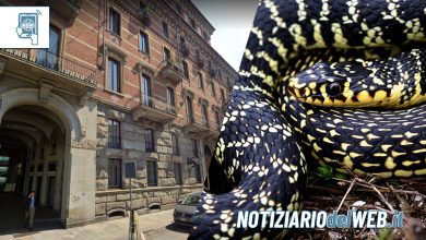 Serpenti in corso Matteotti a Torino: panico in un condominio