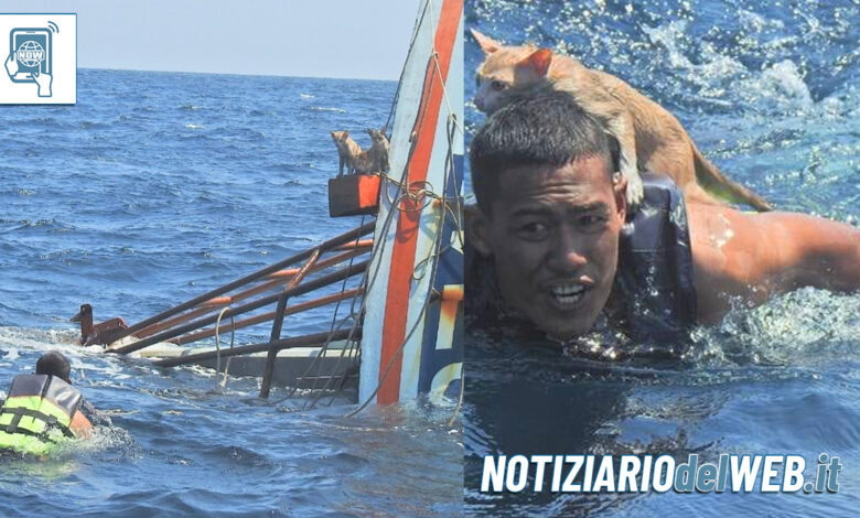 Marinai salvano quattro gatti abbandonati su una nave in fiamme (1)