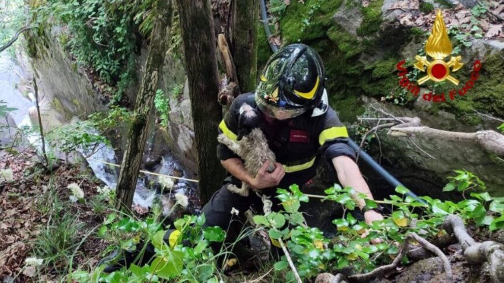 Cane intrappolato negli Orridi di Uriezzo: l'intervento dei Vigili del Fuoco