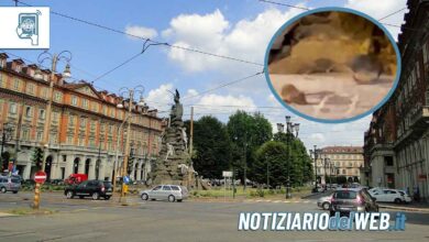 Invasione di topi a Torino, da Porta Susa a piazza Statuto