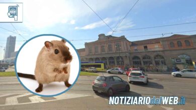 Porta Susa e Porta Nuova invase dai topi: ancora degrado a Torino