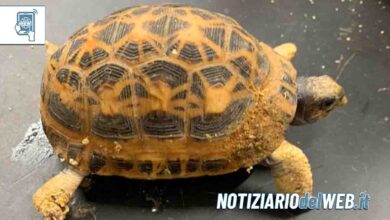 Tartaruga rara del Madagascar abbandonata in un parco di Nichelino